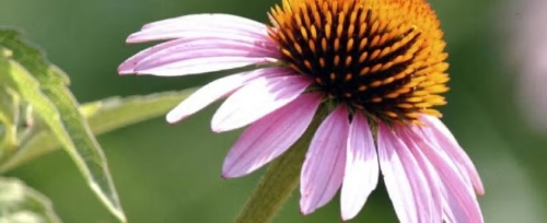 Purple coneflower is a native plant. 