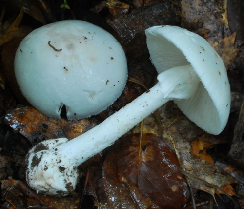 The deadly Destroying Angel mushroom 
