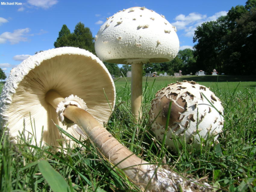 Green-spored lepiota is a common species of mushroom found in meadows and lawns in Missouri