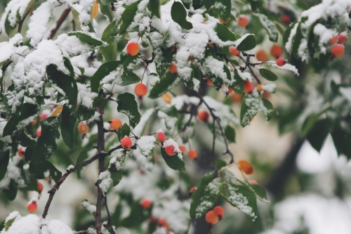 A snowy scene