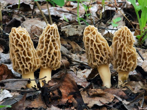 Morels are hollow-stemmed mushrooms that emerge in the spring in Missouri.