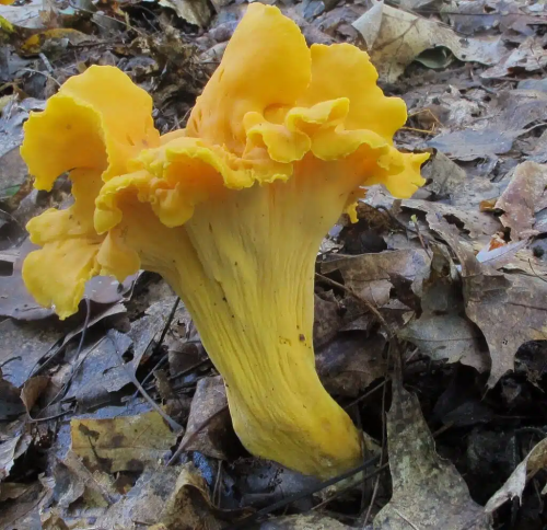 Smooth chanterelles, with bright orange to yellow caps, are an edible mushroom.