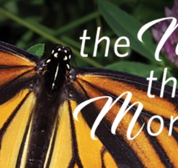 monarch butterfly