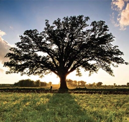 This Place of Promise: A Historian's Perspective on 200 Years of Missouri History 