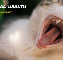 cat with open mouth surrounded by herbs