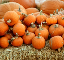 pumpkins on straw