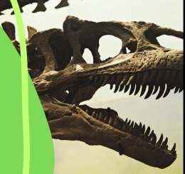 dinosaur fossils