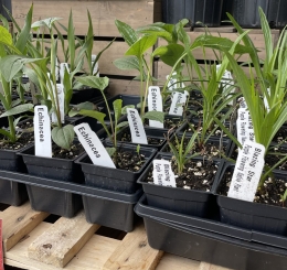 Native plants, such as Echinacea, in small black containers. 