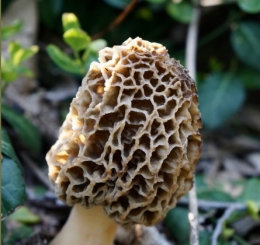 Mushroom Hunting