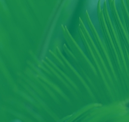 ferns with green overlay