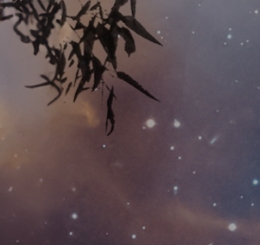 text on background of night sky with foliage