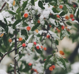 A snowy scene