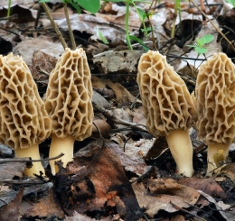 Morels are hollow-stemmed mushrooms that emerge in the spring in Missouri.