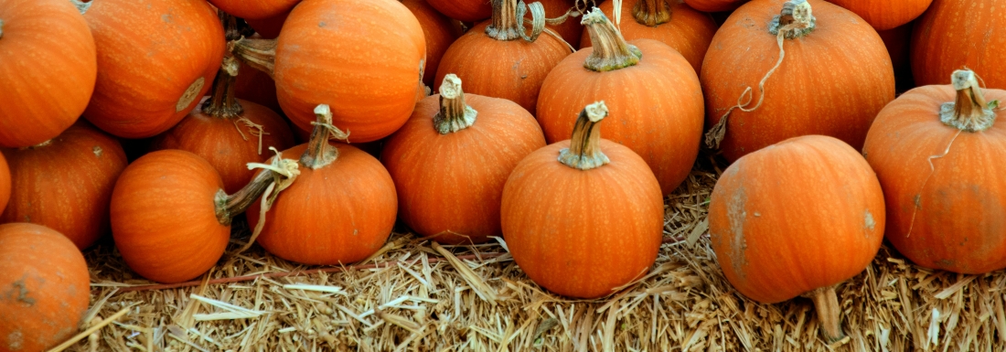 pumpkins on straw
