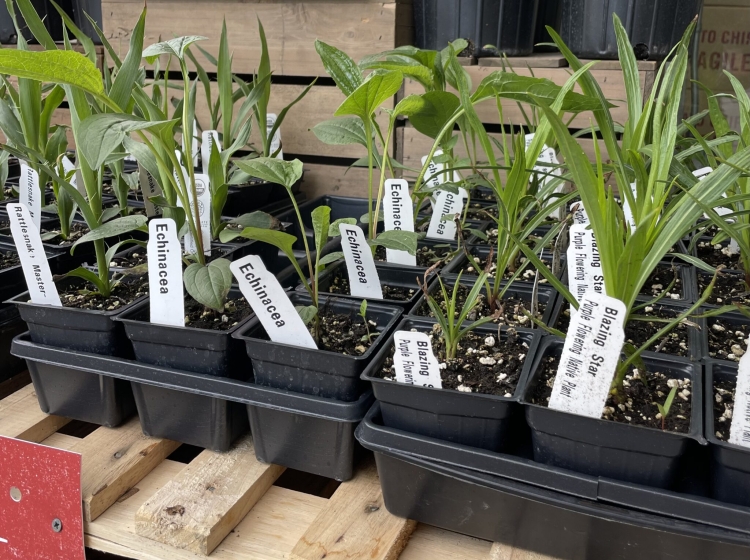 Native plants, such as Echinacea, in small black containers. 